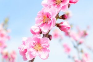 青空の背景,桃の花,ピンク色